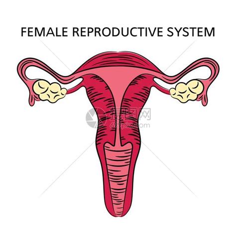 女人的阴|解剖学高清图谱 女性生殖系统